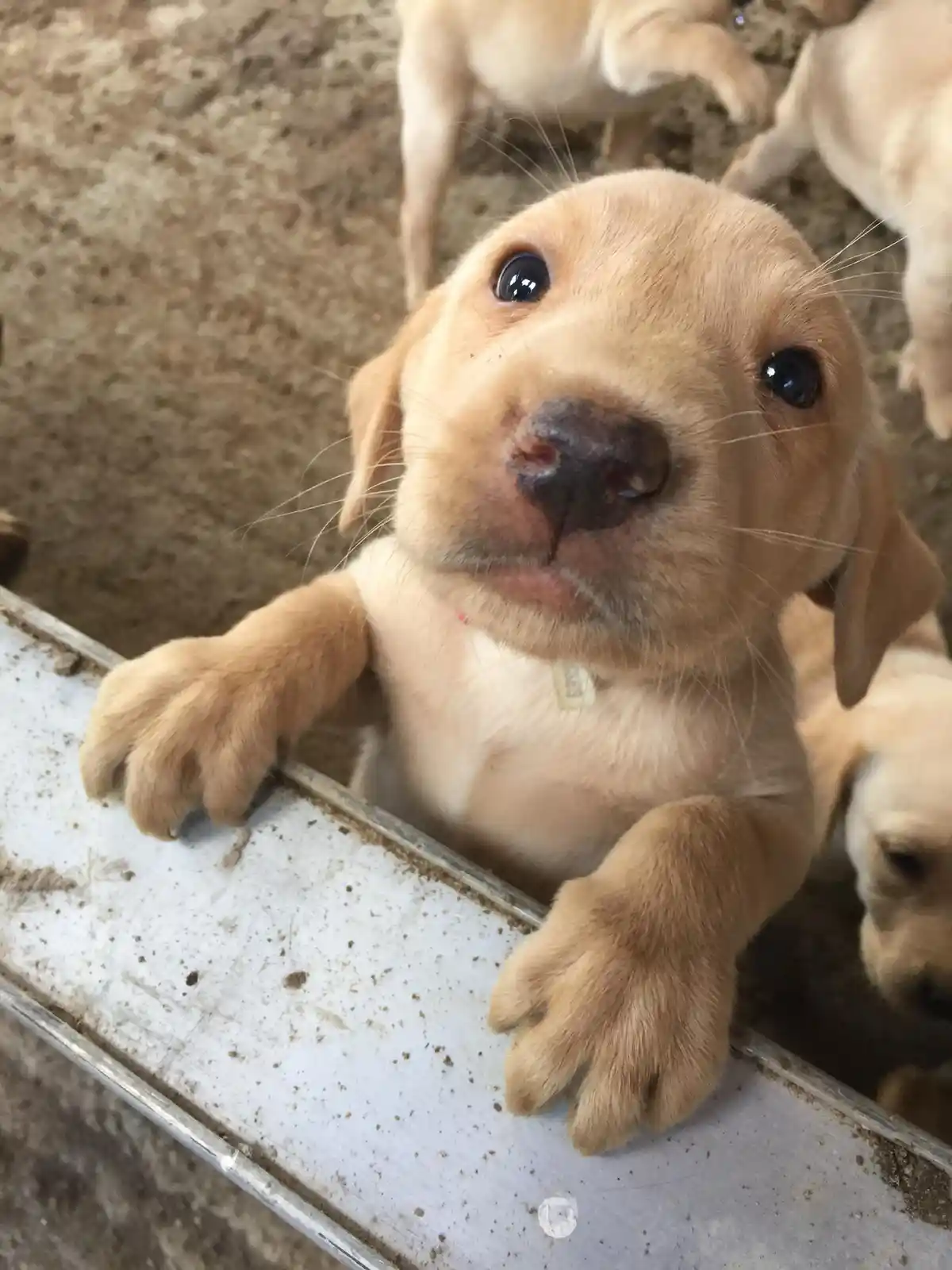 A close-up photo shows a light-colored puppy with large, dark eyes and a slightly open mouth, looking up at the camera with…
