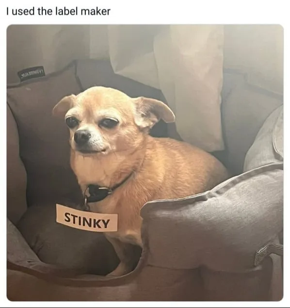 A small, tan chihuahua with droopy eyes sits in a gray pet bed, looking unimpressed. A beige label with the word 'STINKY' in…
