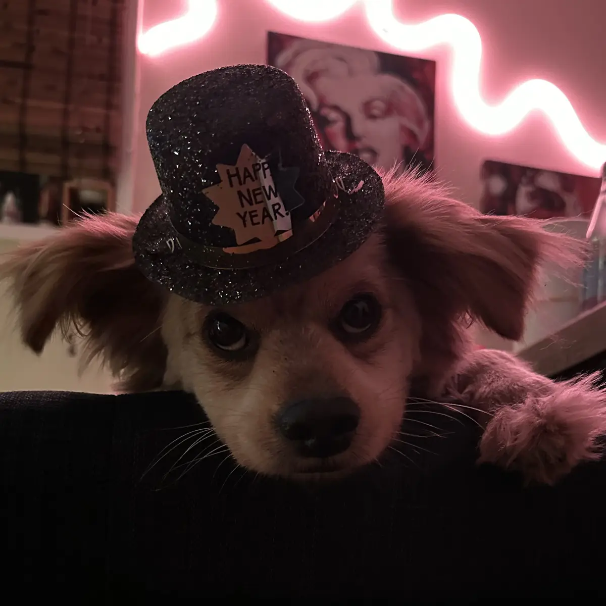 A small dog with large, expressive eyes and floppy ears is peeking over the back of a dark couch, wearing a glittery black…