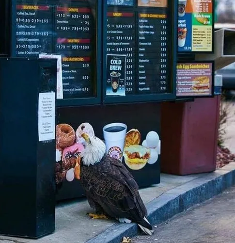 A bald eagle is perched on a sidewalk in front of a Dunkin' Donuts menu board. The eagle is looking toward the camera, and…