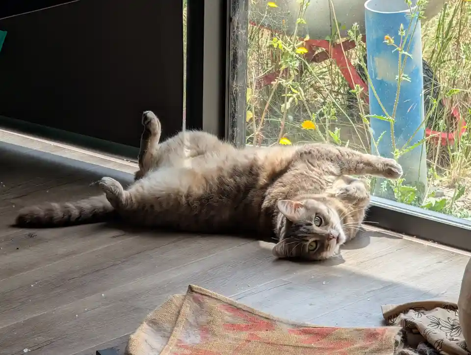 A tabby cat with green eyes lies on its back on a wooden floor near a window, paws in the air, looking relaxed. Outside the…