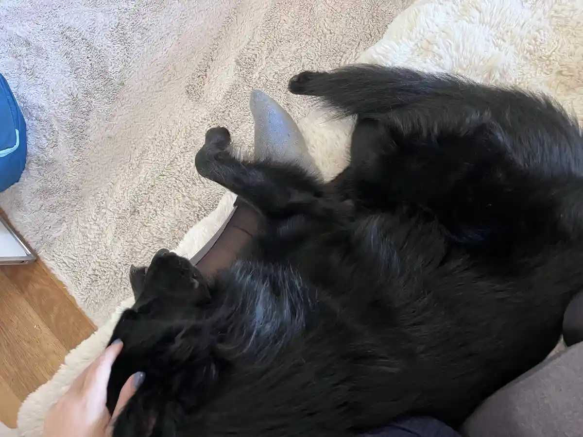 A black dog is lying on its back on a fluffy rug, exposing its belly while a person's hand pets its head. The dog appears…