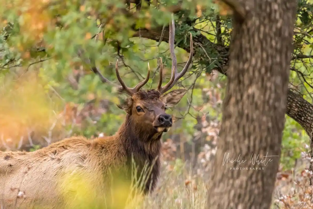 A majestic male elk with large, impressive antlers stands in a forest clearing, partially obscured by tree branches and…