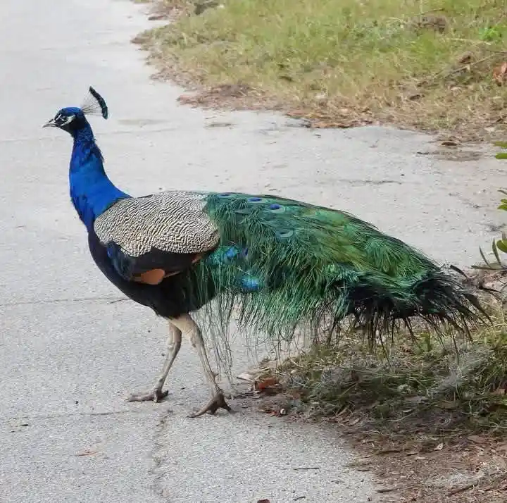 A male peacock with vibrant blue head, iridescent green tail feathers, and patterned back is walking on a concrete sidewalk…