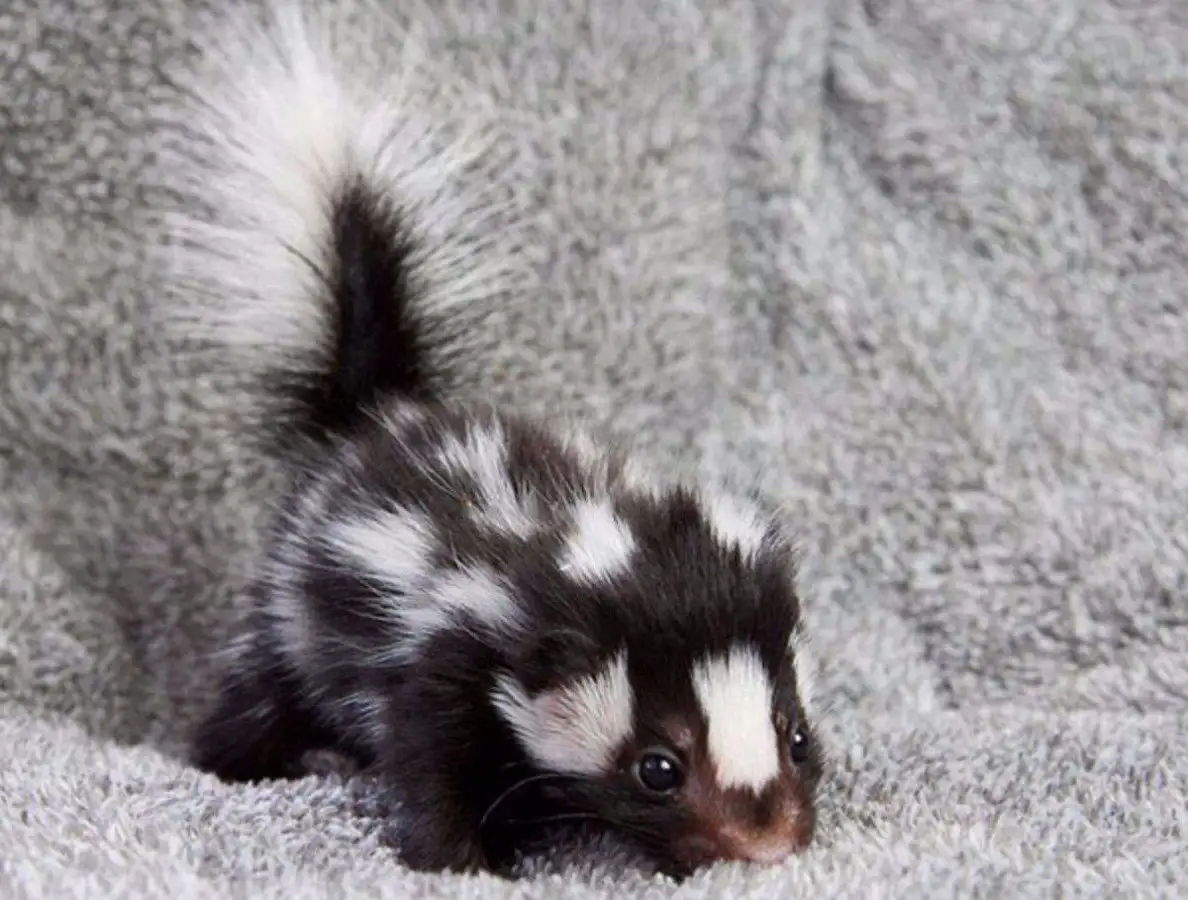 A small, young skunk with black and white fur is lying on a gray, fluffy blanket, looking directly at the camera. Its tail…