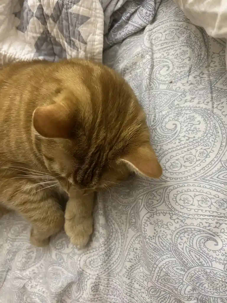 A ginger tabby cat is curled up on a bed with a grey and white paisley-patterned comforter, its head bowed down and one paw…