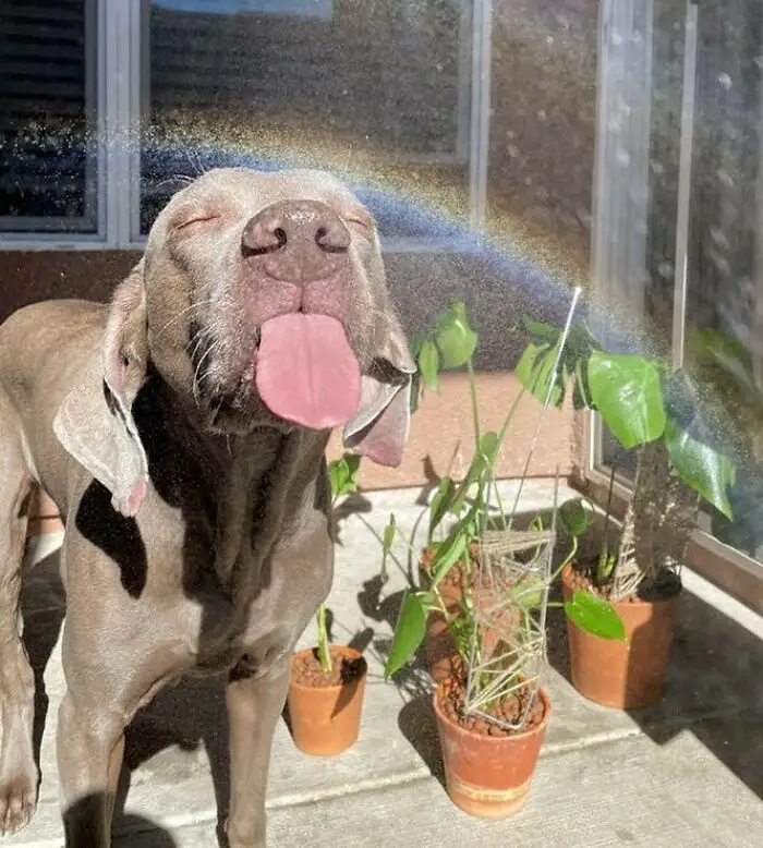 A Weimaraner dog stands outside with its eyes closed and tongue out, seemingly enjoying a spray of water that arcs from its…