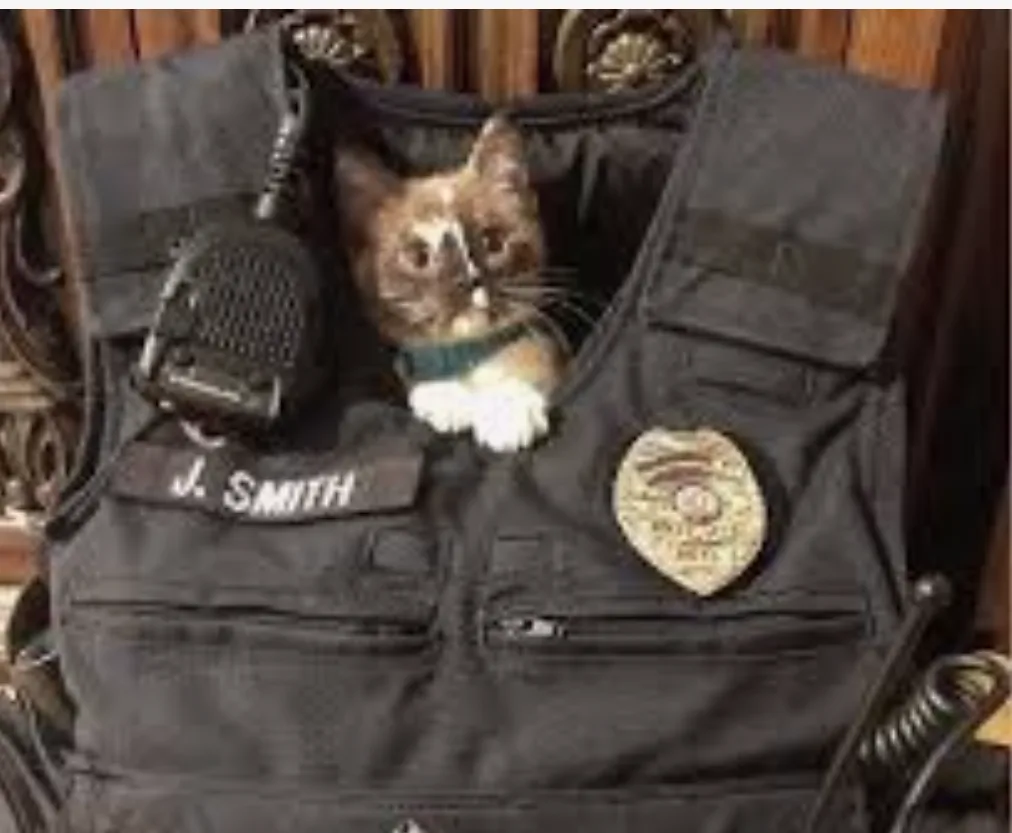 A small brown and white kitten with a green collar peeks out from the chest pocket of a black police tactical vest. The vest…