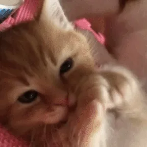 A six-panel grid shows a fluffy orange kitten lying on a pink surface, progressively moving its paw toward its face in each…