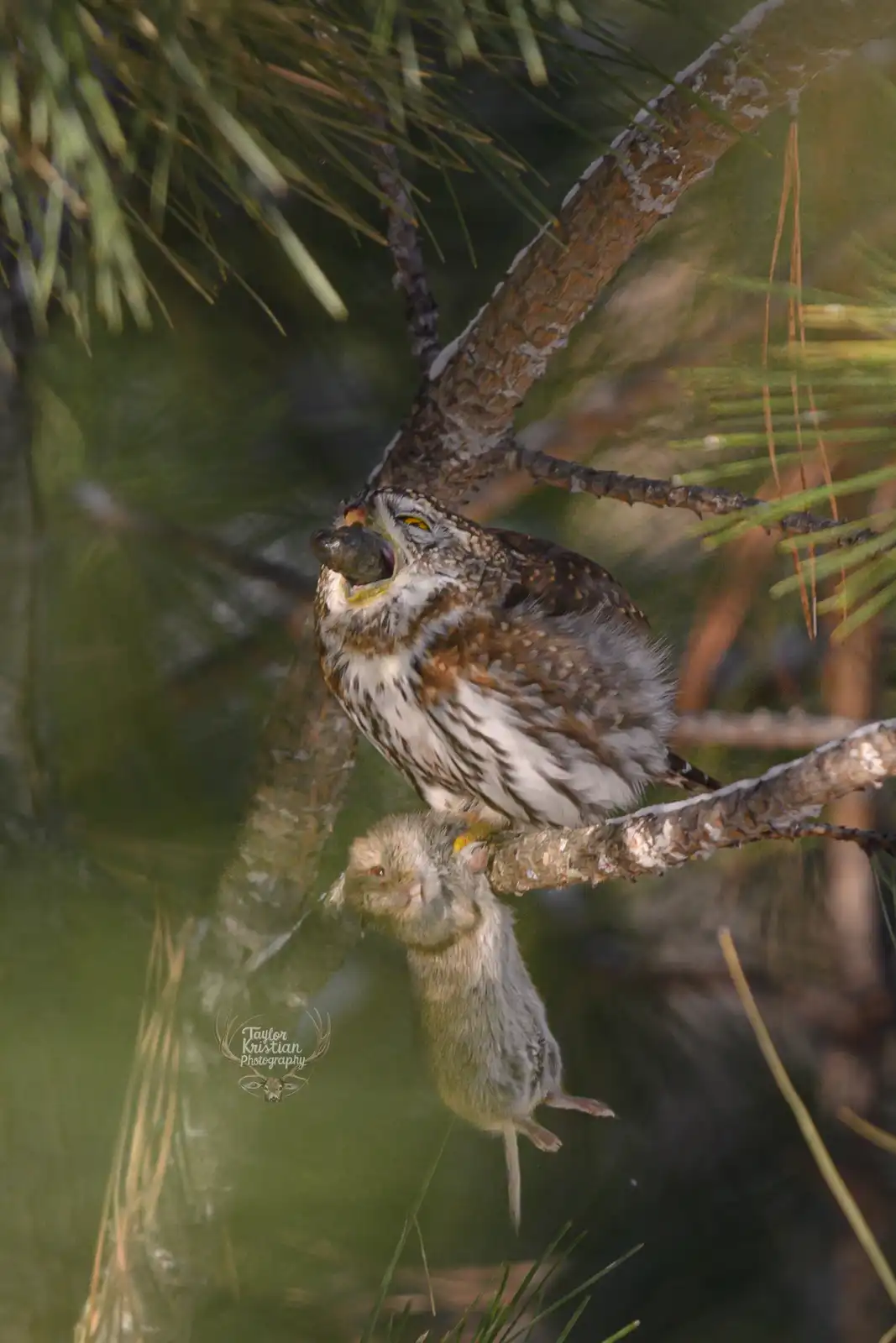 A small owl with brown and white speckled feathers perches on a pine branch, holding a small rodent in its talons and…