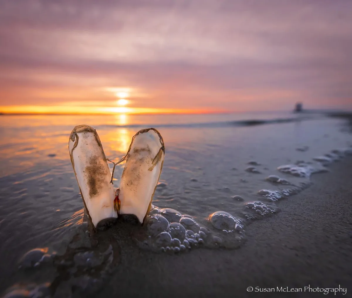 A close-up photo shows two open clam shells standing upright in wet sand at a beach during a colorful sunset, with gentle…