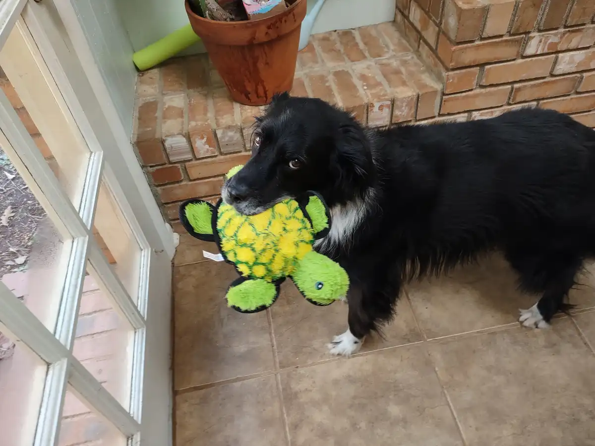 Instead of a Selfie, Here's Cricket Enjoying Her Christmas Gift!
