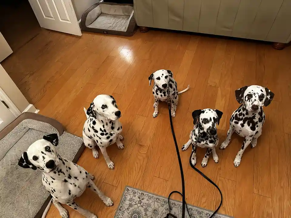 Our Mission: Rescuing Dalmatians in Need, One Chance at a Time