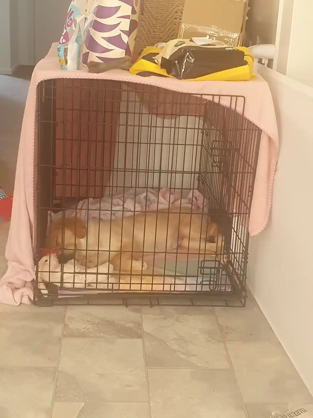 A light brown puppy is sleeping soundly inside a black wire dog crate, which is partially covered by a pink blanket. On top…