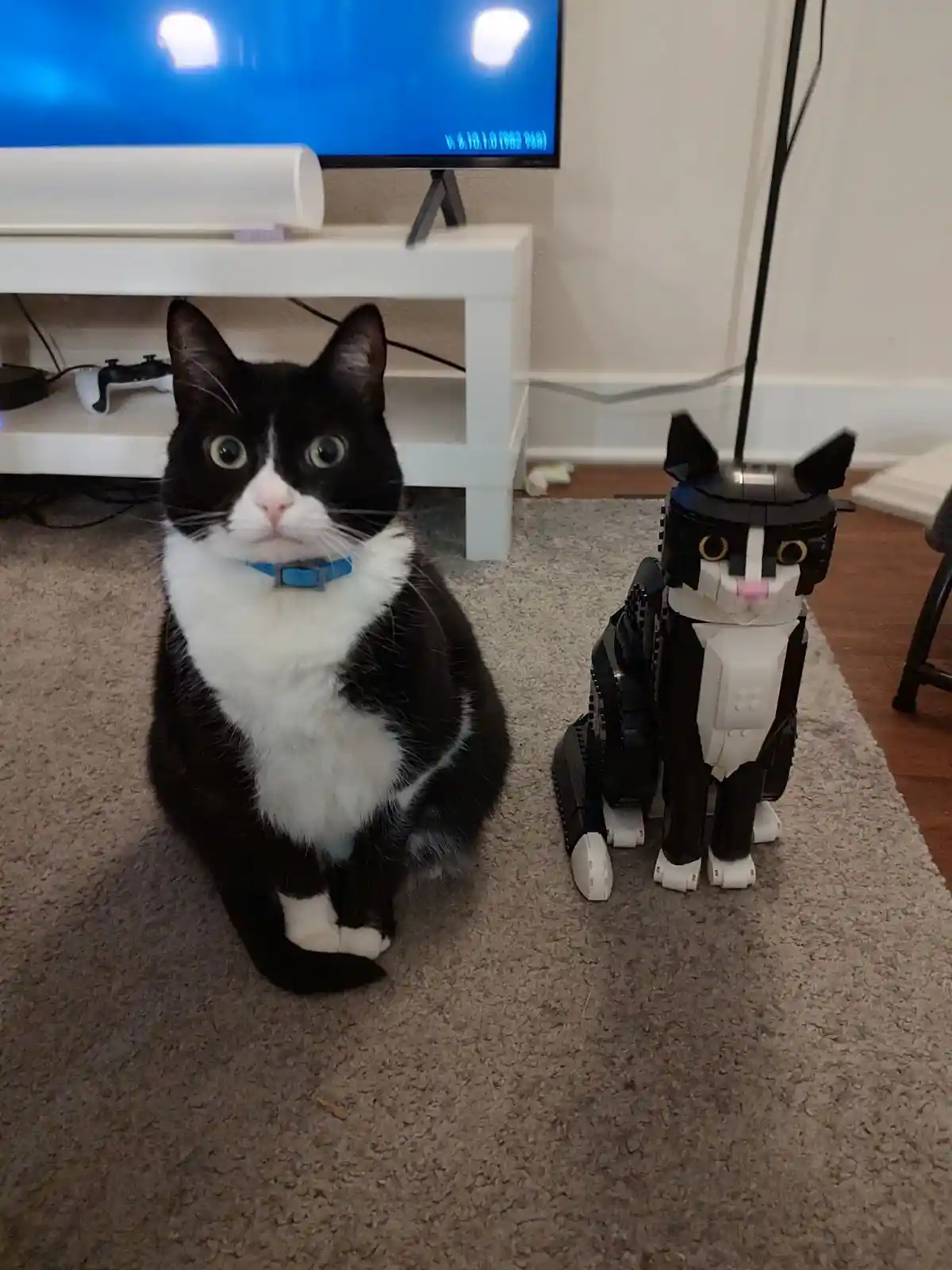 Can You Spot the Real Beans?
