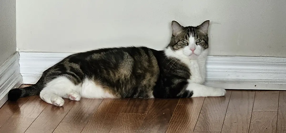 A fluffy tabby and white cat lies stretched out on a wooden floor against a white wall and baseboard, looking directly at…