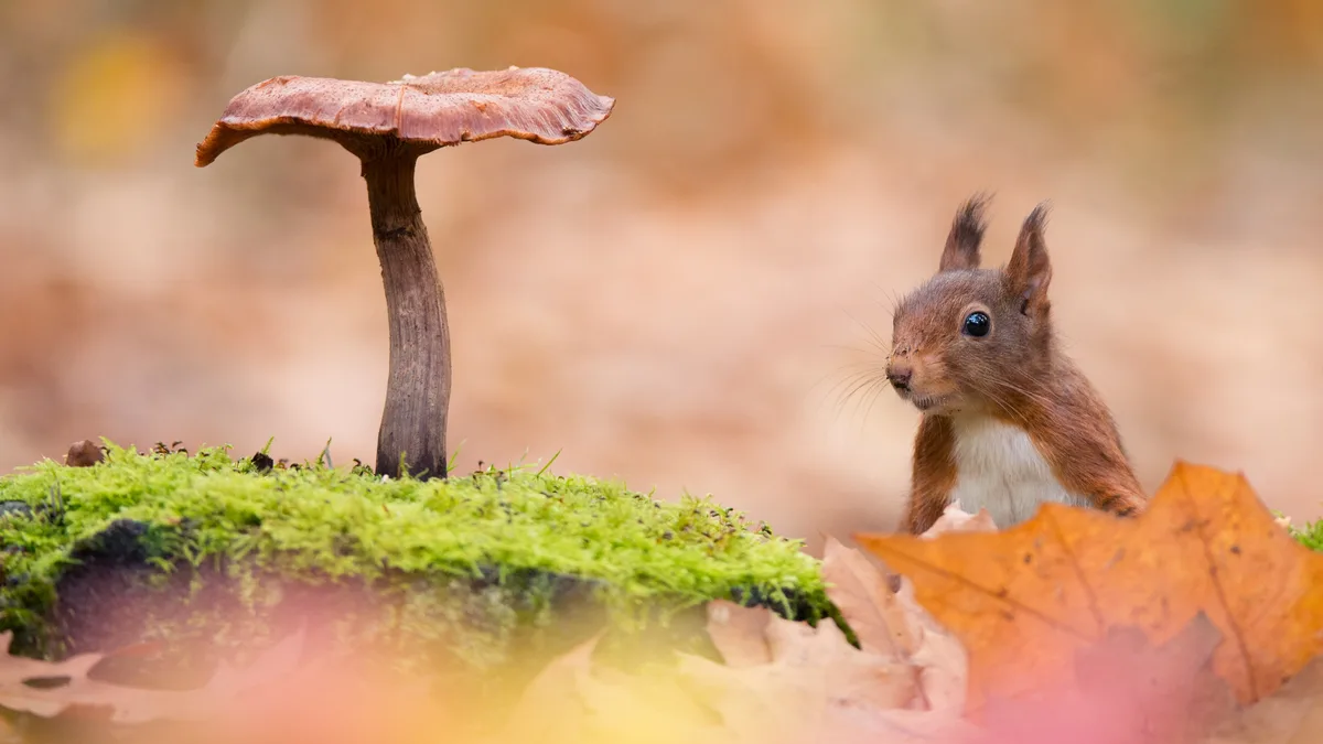 A red squirrel with a white chest peers curiously from behind autumn leaves at a large brown mushroom growing from a patch…