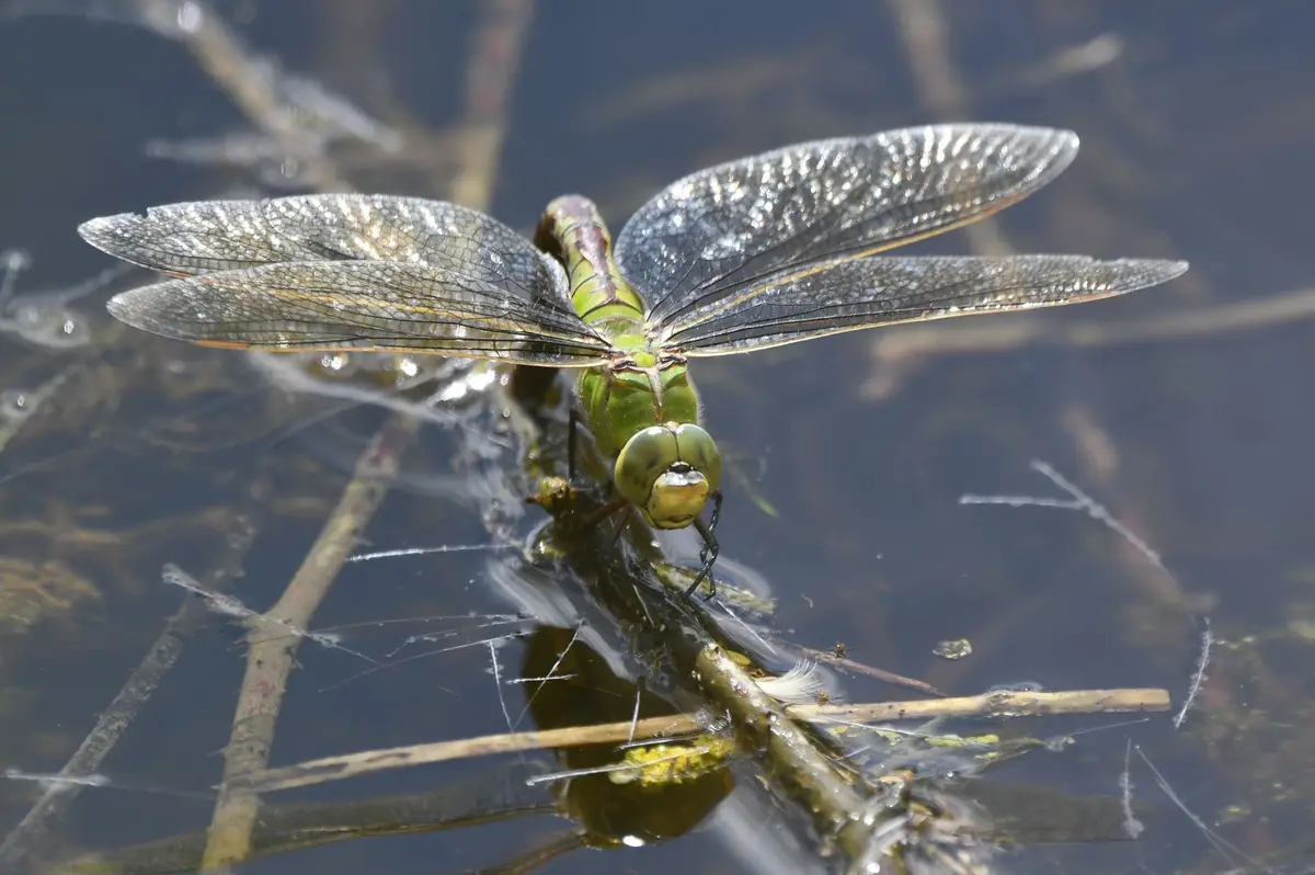 A close-up photo shows a green dragonfly perched on a twig partially submerged in water, its transparent wings detailed with…