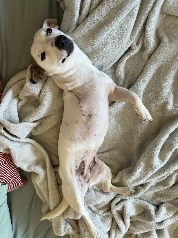 A light-colored dog lies on its back on a beige blanket, looking up with a relaxed expression. Its chest and abdomen show…