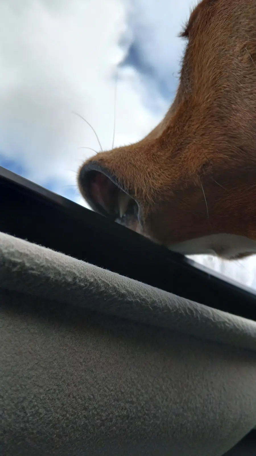 Meet Flappy Mouth, our new rescue dog who adores the sunroof—100% American Foxhound!