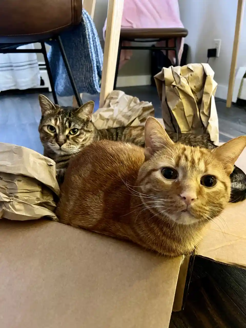Two cats are lounging among crumpled brown paper bags on a cardboard box. The orange tabby in the foreground has large, wide…