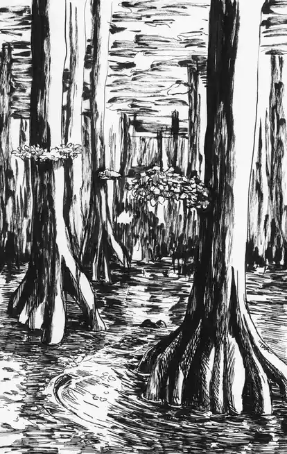 A black-and-white ink drawing depicts a swamp with tall, gnarled cypress trees rooted in murky water, their trunks and…