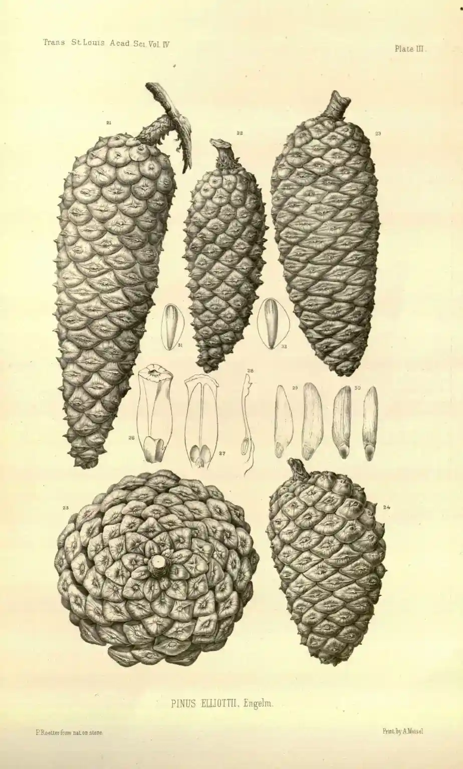 Charming Vintage Pinecone Illustrations