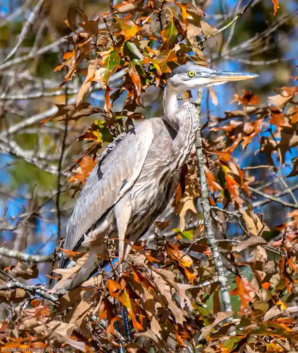 A large grey heron perched among autumnal oak leaves, its long neck curved and sharp yellow eye staring forward. The…