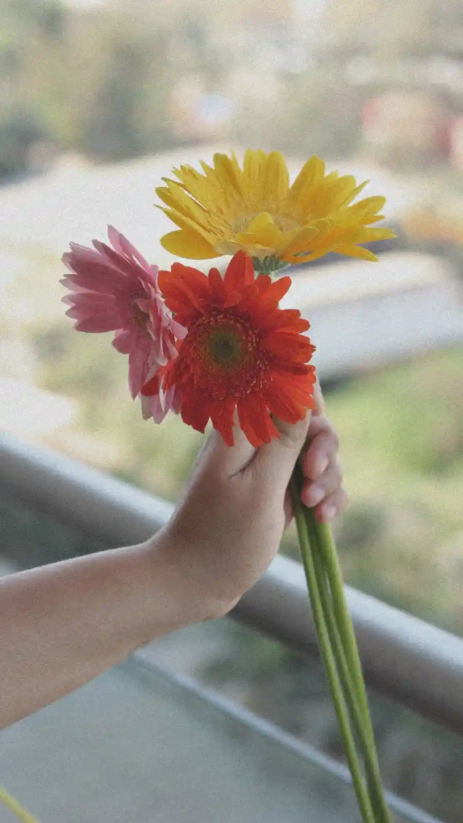 A hand holds a small bouquet of three colorful gerbera daisies — yellow, red, and pink — against a blurred outdoor…