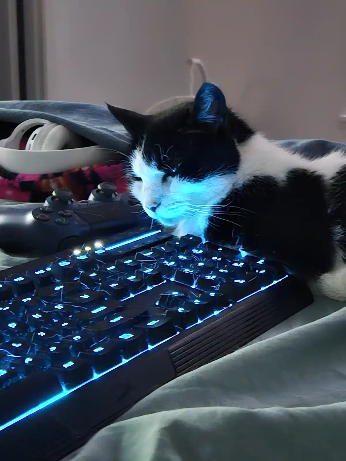 A black and white cat is lying on a bed next to a glowing blue mechanical keyboard, appearing to type with its nose. Behind…