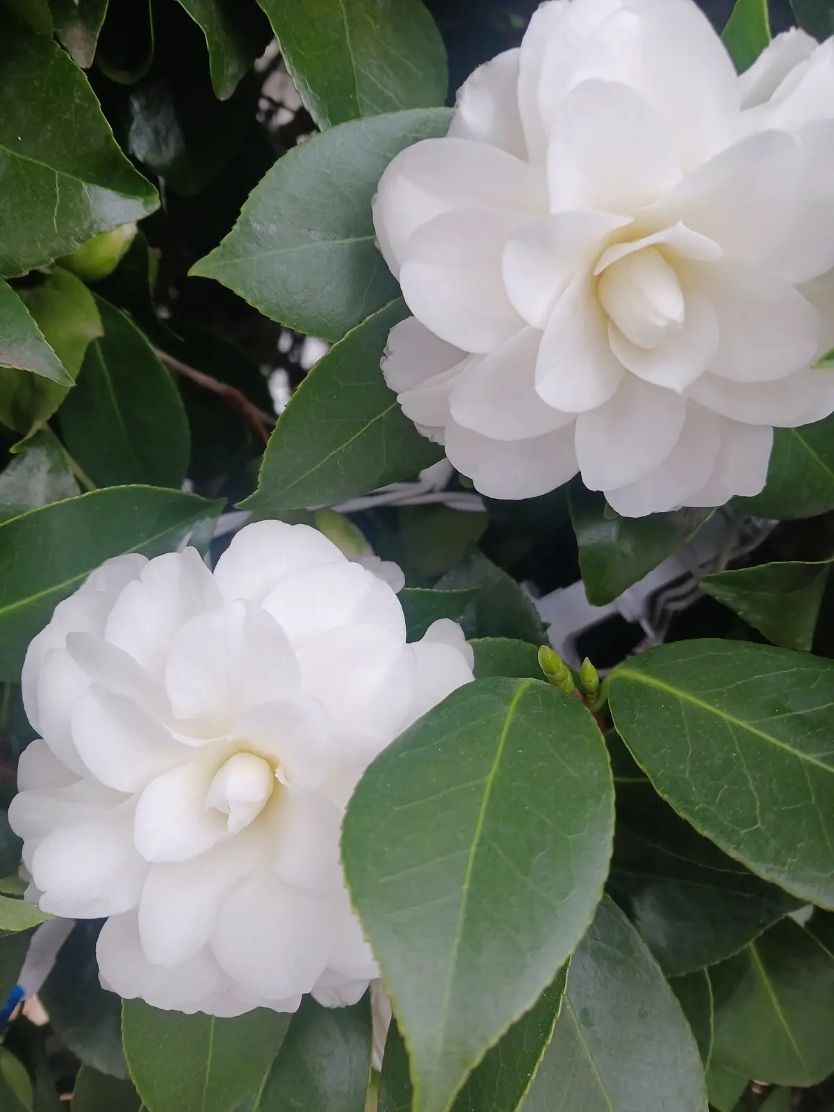 A close-up photo shows two large, pristine white camellia flowers surrounded by glossy green leaves. The overlaid text reads…
