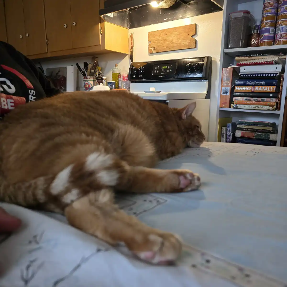 An orange tabby cat is stretched out and sleeping soundly on a light blue patterned bedspread in a kitchen. In the…