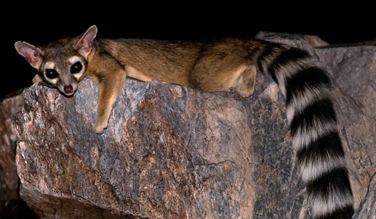 Greetings, Imgur! Meet the Shouting Biologist and Discover the Fascinating Ringtail, Also Known as the Miner's Cat