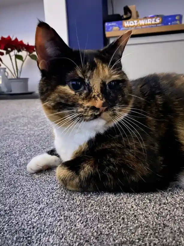 A calico cat with black, orange, and white fur lies on a gray carpet, looking directly at the camera with a slightly…