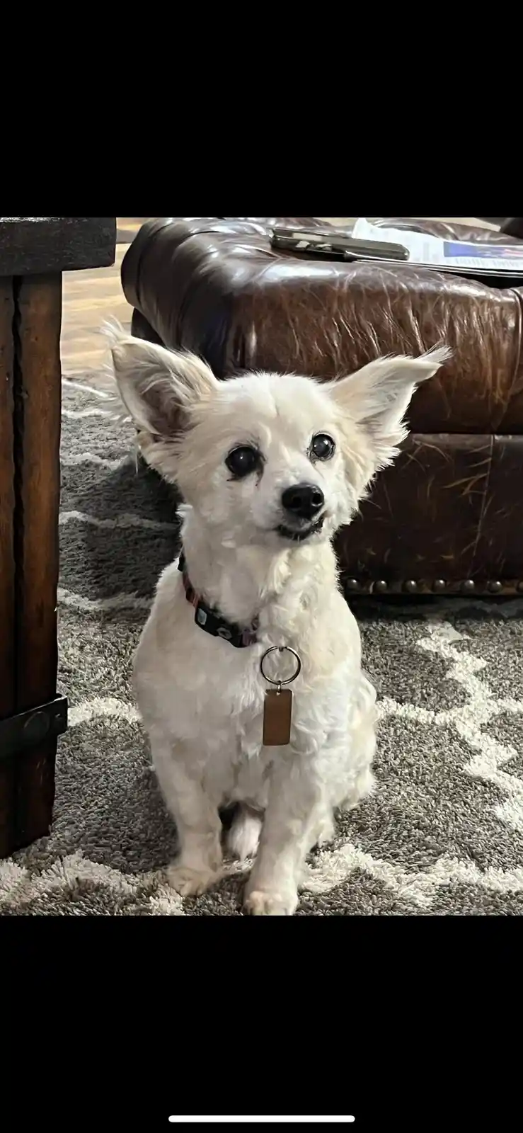 A small white dog with large, expressive eyes and perked ears sits attentively on a patterned rug in front of a brown…