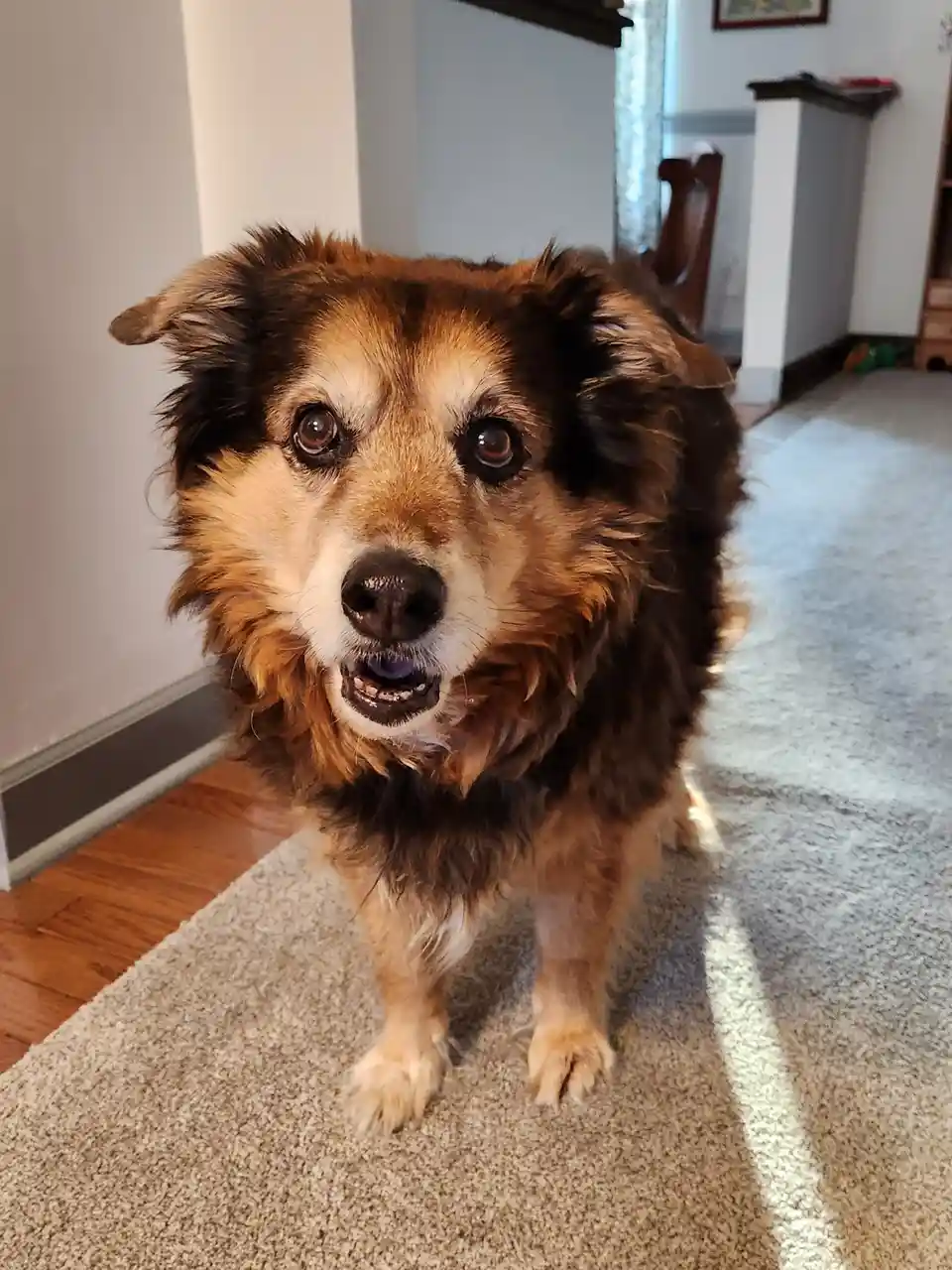 Peanut the Dog: Daily Adventures - Day 1596