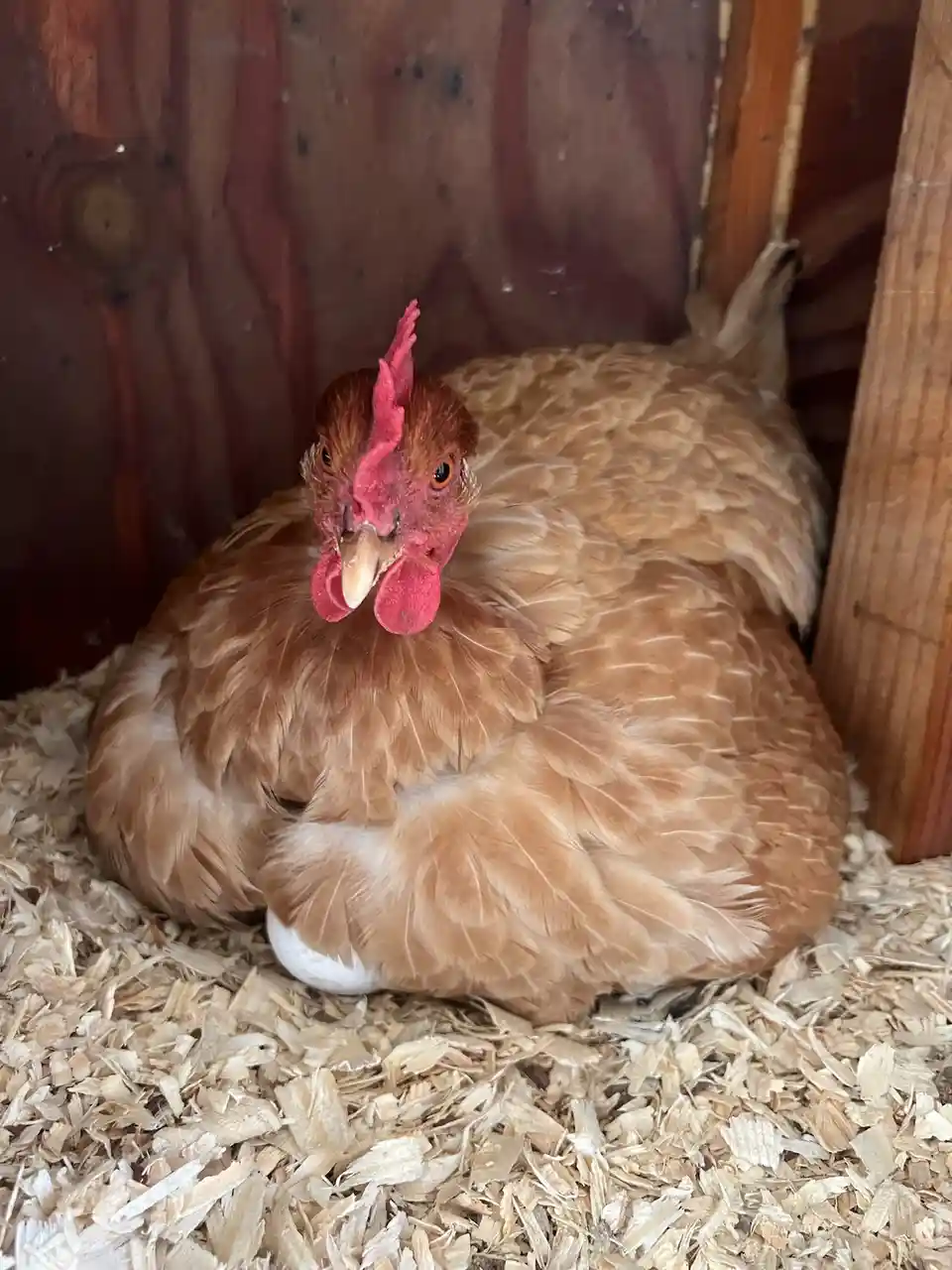 A brown chicken with red comb and wattles is curled up and resting inside a wooden coop on a bed of wood shavings. The…