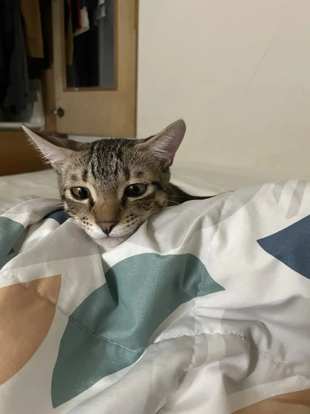 A tabby cat with wide, unimpressed eyes peers out from under a rumpled duvet with geometric patterns in teal, beige, and…