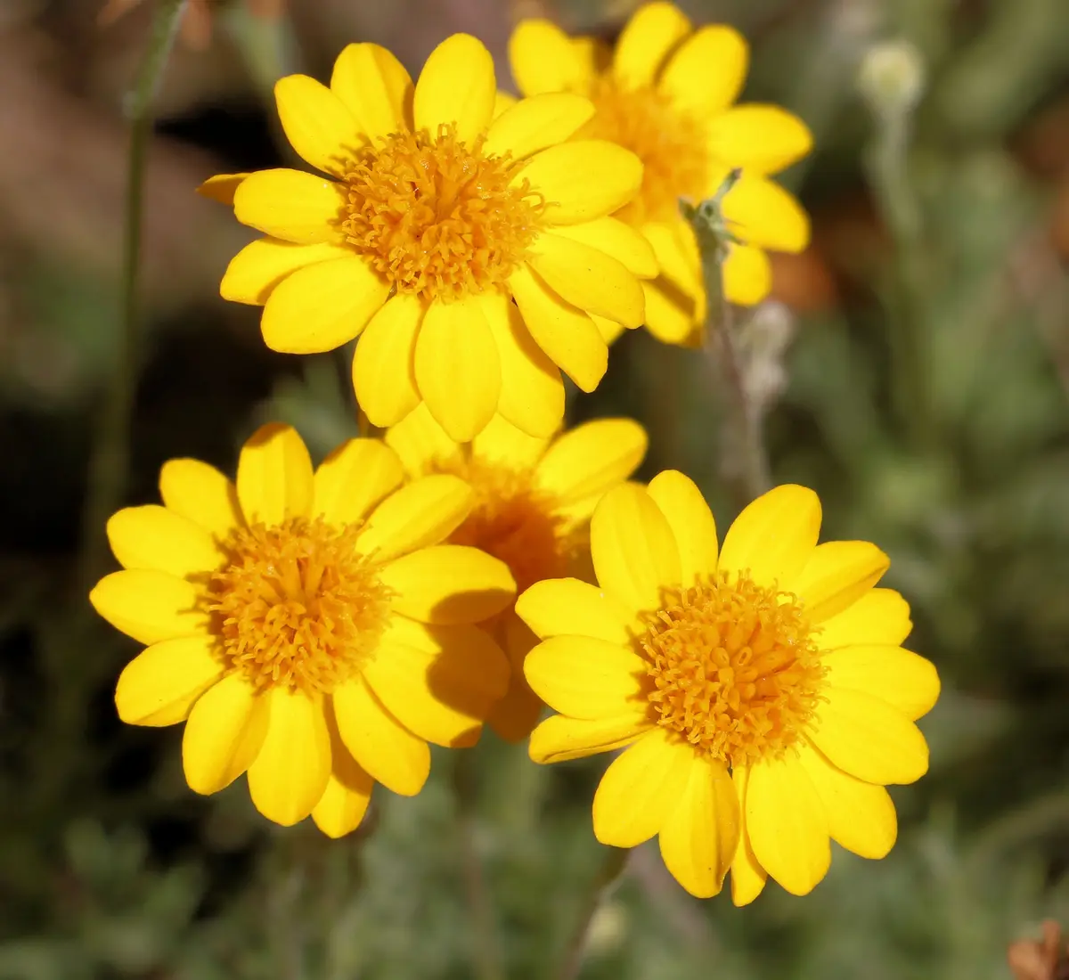 Stunning Blooms at Desert Breeze Park