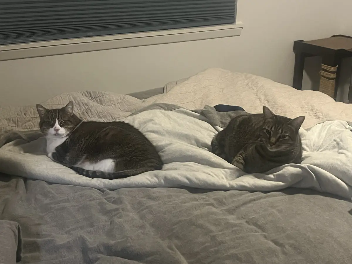 Two tabby cats lie side-by-side on a rumpled gray bedspread, both looking directly at the camera with a bored, unimpressed…