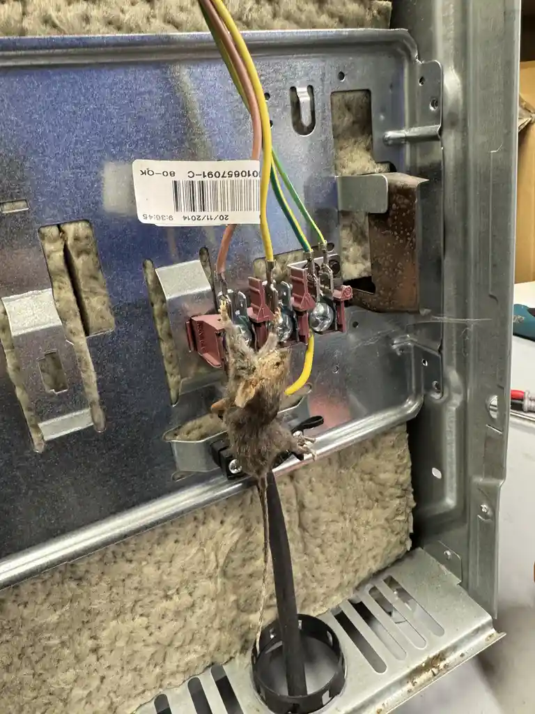 A dead mouse is hanging by its tail from electrical wires inside an open metal electrical panel, surrounded by insulation…
