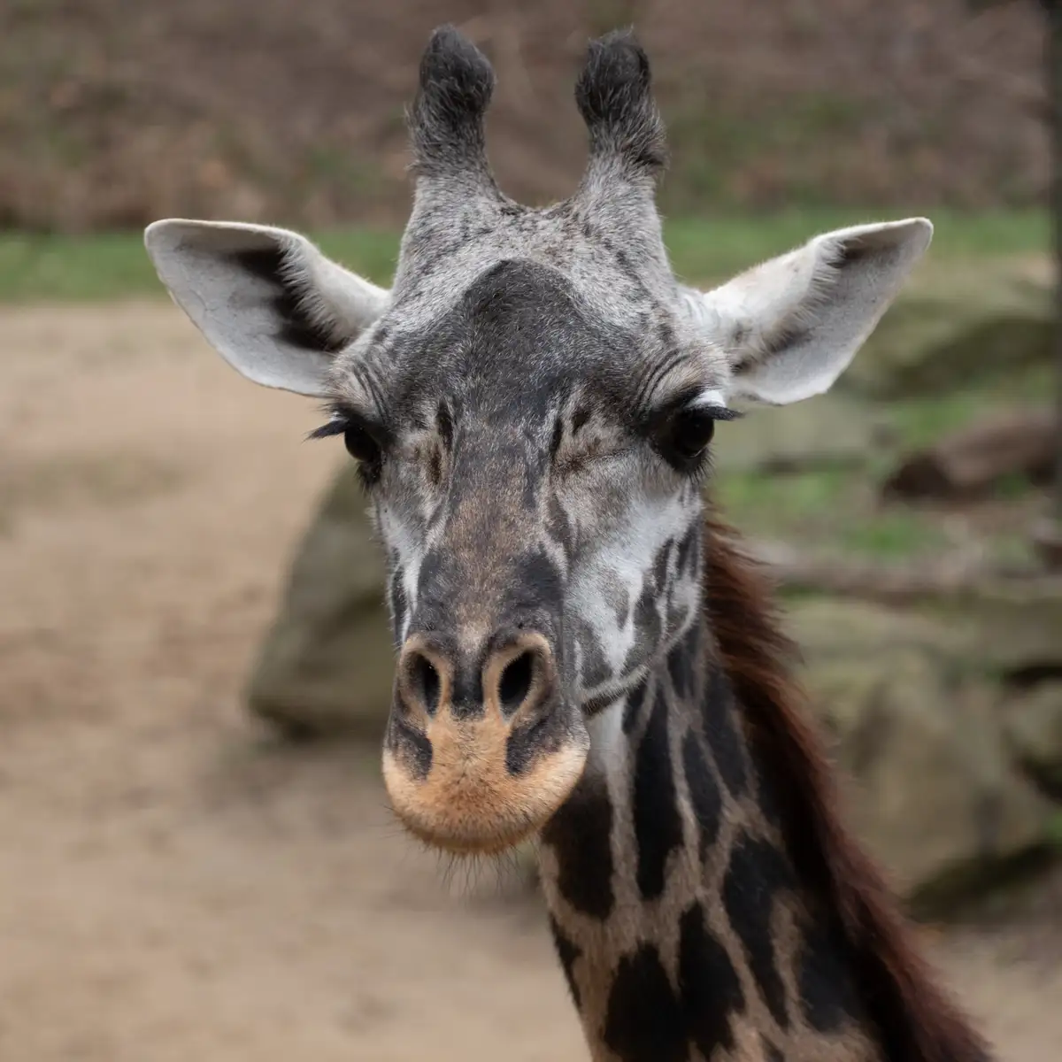 Meet the majestic giraffes at the Cincinnati Zoo