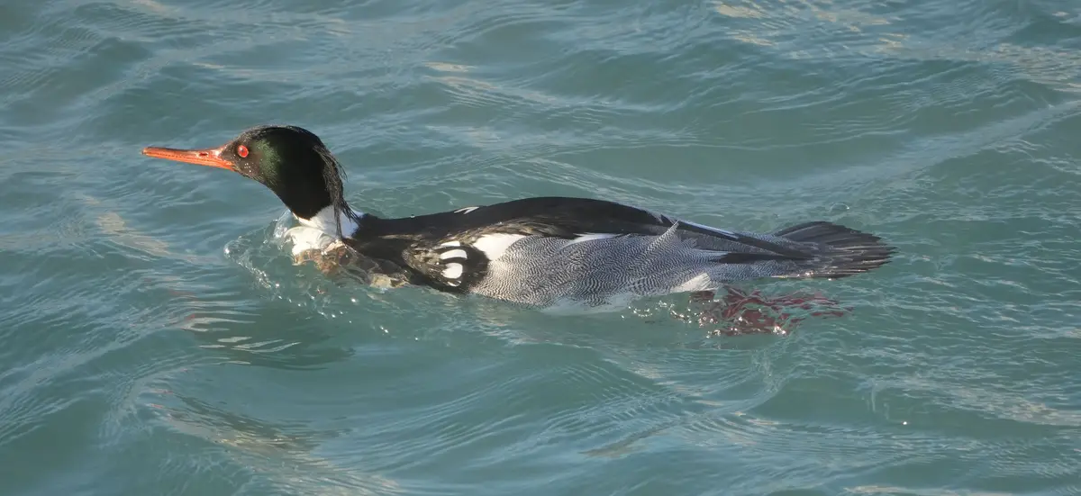 A male common merganser, a type of duck, swims calmly in rippling teal water. Its head is black with a green iridescent…