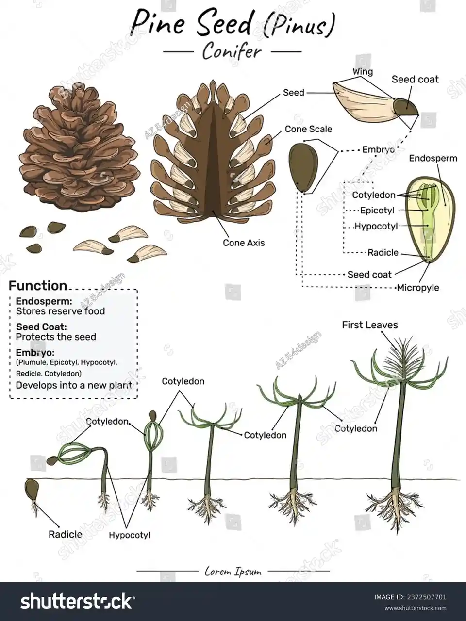 An educational diagram illustrating the anatomy of a pine seed (Pinus) and its germination process, showing labeled parts…