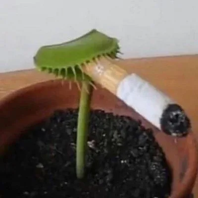 a venus flytrap plant in a terracotta pot has its mouth open around a cigarette that appears to be partially smoked, with…