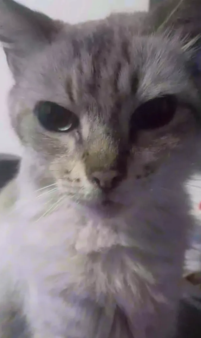 A close-up photo of a fluffy gray cat with one eye appearing very dark and the other slightly lighter, giving it a tired or…