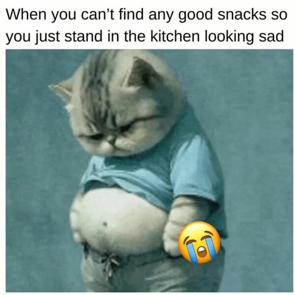 A chubby, sad-looking cat wearing a blue t-shirt and pants stands with its head down, belly exposed, conveying…