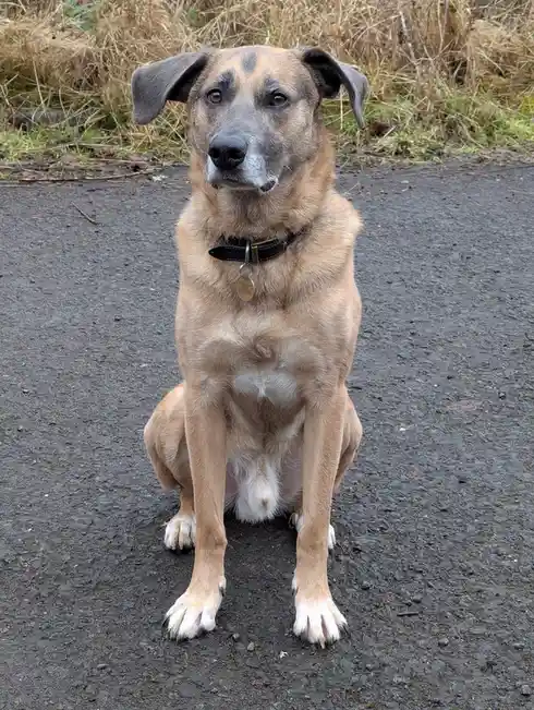 A tan and grey mixed-breed dog with floppy ears sits upright on a dark asphalt path, looking directly at the camera with a…