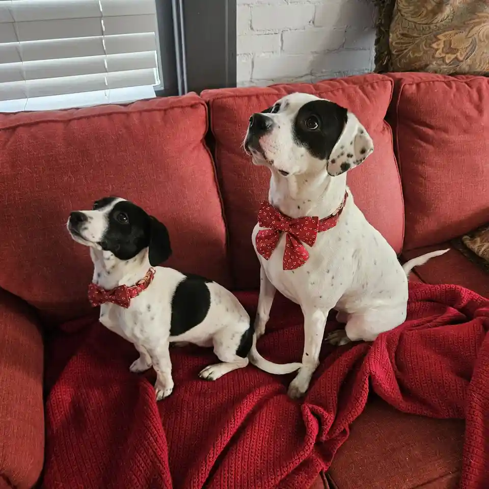 Gathering the Ladies for Our Family Christmas Photo...