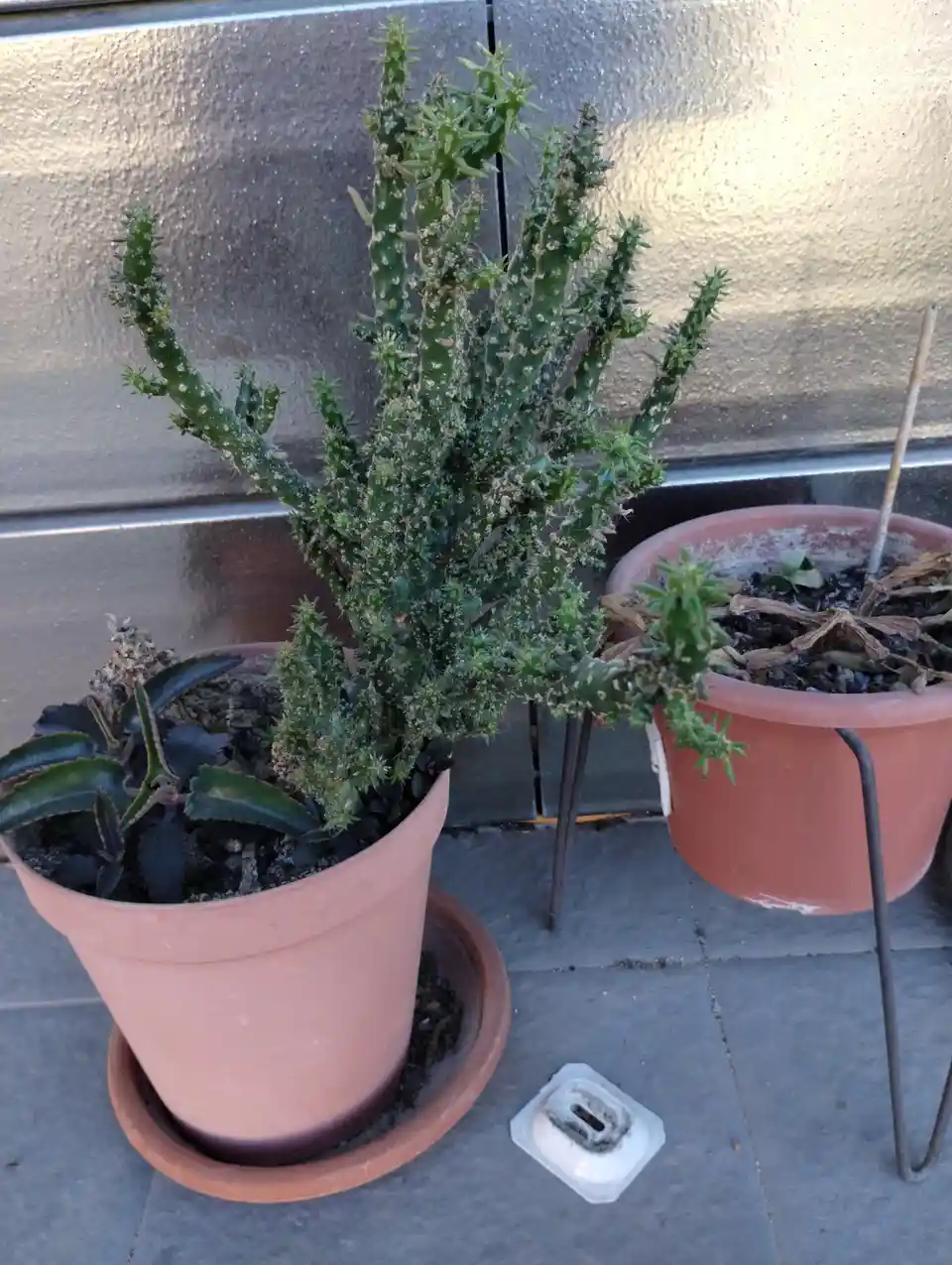 A potted cactus with many spiky branches sits next to another potted plant with dried leaves, both on a tiled patio. The…